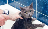 养猫知识，如何正确地给猫咪洗澡？