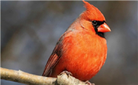 “愤怒的小鸟”原型——红衣主教鸟来了解一下！