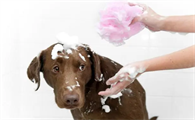 如何给家中的宠物狗洗澡？你需要注意这么几点