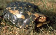 非洲折背陆龟的科普小知识分享，快来收藏！