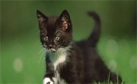 猫耳螨会不会传染给人?