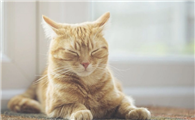 猫耳螨攻略：猫耳螨可以用人的什么药代替