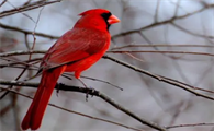 萌宠饲养小知识：红色吸蜜鹦鹉是保护动物吗？