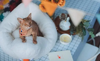 买了猫窝，但家里的猫咪不怎么用，要做好这几点！