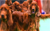超级实用的爱尔兰雪达犬喂养技巧，铲屎官请收好！
