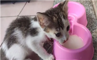 猫咪能不能喝奶粉呢