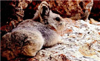 伊犁鼠兔是保护动物？可以个人饲养吗？