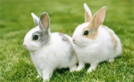 中国白兔和家兔的区别是什么？这篇文章告诉你