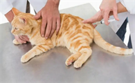 健康的猫怎么会得猫传腹？原因有这些......
