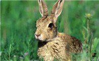 国家保护动物塔里木兔，价格你知道吗？