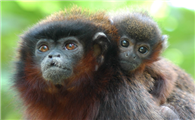 被列为保护动物的赤褐伶猴，快来认识一下