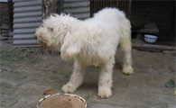 俄罗斯南部牧羊犬和英国古牧有何区别？不清楚的快来看看！