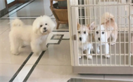 比熊和柯基的杂交是什么样子？快来看看~