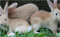 福建黄兔几个月能繁殖后代？想要饲养的朋友了解一下！
