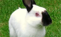 喜玛拉雅兔和暹罗兔怎么分辨？这篇文章给你答案！