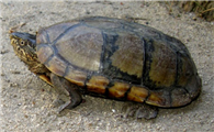瓦哈卡泥龟的寿命是多少？好奇的朋友来看看