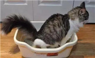 养猫必看！挑选猫砂这三点要注意咯，不然猫咪们上厕所困难