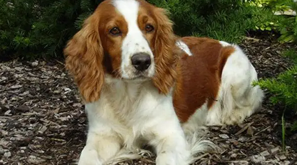 训练威尔士跳猎犬走路的方法，一点也不复杂