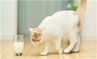 猫咪可以喝羊奶吗？小编有话说