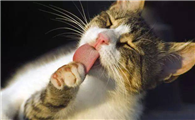 猫的舌头作用是什么？原来竟有如此多功能