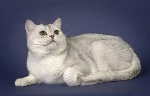 调教美国短毛猫，原来如此简单！