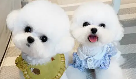 比熊犬上火有泪痕了怎么办？可以吃这些食物！