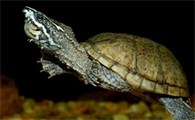 你们说，麝香龟吃什么长得快？