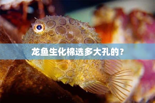 龙鱼生化棉选多大孔的？