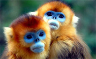 最美的猴王——秦岭金丝猴，你见过吗？