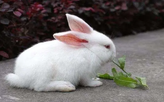 你们知道，兔子夏天不爱吃东西怎么回事？