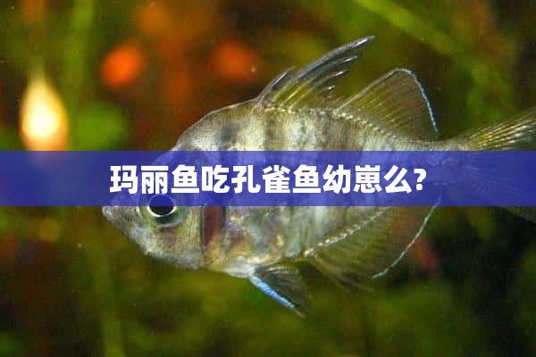 玛丽鱼吃孔雀鱼幼崽么?