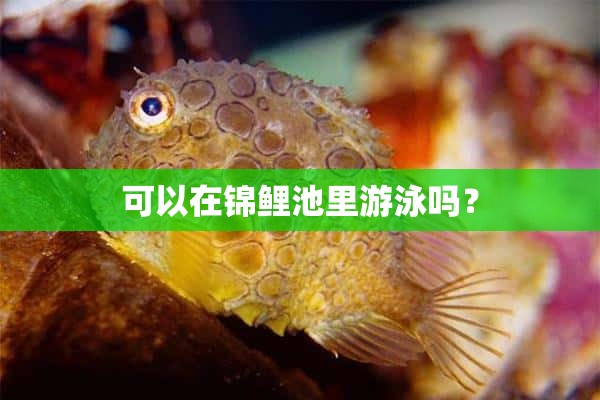 可以在锦鲤池里游泳吗？