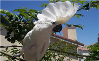 一份关于雨伞凤头鹦鹉的科普，一起来看看吧！