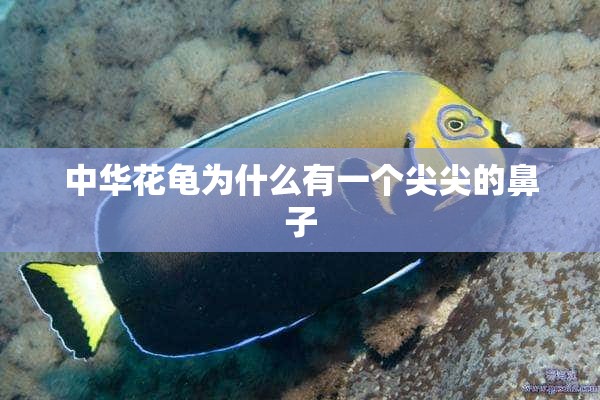 中华花龟为什么有一个尖尖的鼻子