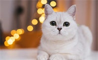 猫肚子里有虫子的状态是什么样的呢？