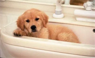 小狗多大可以洗澡？好奇就来看看！