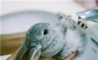 怎么给小兔子洗澡？