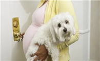 狗狗为什么喜欢粘着孕妇？答案在这里