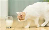狗狗猫咪喝羊奶粉有哪些好处？该如何科学“喂奶”？
