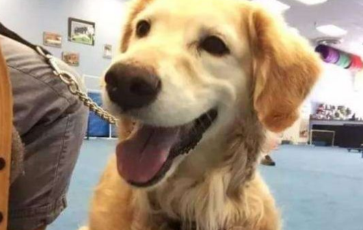 柴犬第一次参加治疗犬考试不及格，复读半年后…终于成功了！