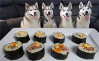 每日一问，狗狗可以吃寿司吗？