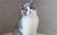为什么英国短毛猫耳朵上没毛？是生病了吗？