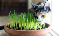 猫咪多久吃一次猫草？