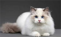 布偶猫开脸是什么意思？教你如何挑品相好的猫咪