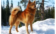 身份特殊的芬兰猎犬，原来长这样！
