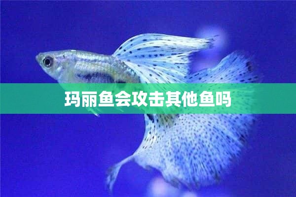 玛丽鱼会攻击其他鱼吗