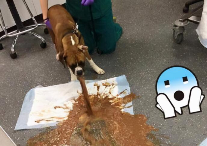 狗狗常见的7种疾病，早知道早预防