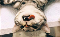 猫咪绝育的最佳时间是什么时候？不知道的快来看看！