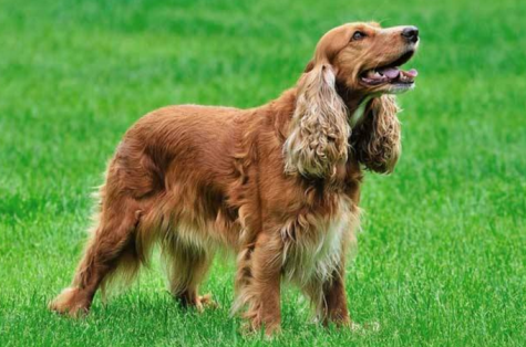 不清楚英国可卡犬的挑选技巧，来这了解一下