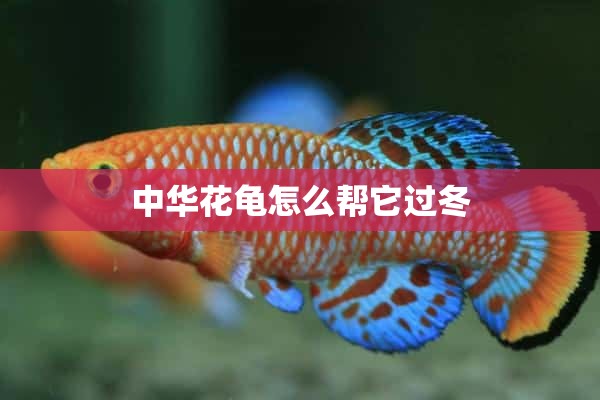 中华花龟怎么帮它过冬